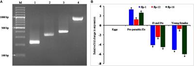 Simultaneous RNAi Knockdown of Three FMRFamide-Like Peptide Genes, Mi-flp1, Mi-flp12, and Mi-flp18 Provides Resistance to Root-Knot Nematode, Meloidogyne incognita